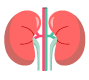 KidneyThailand